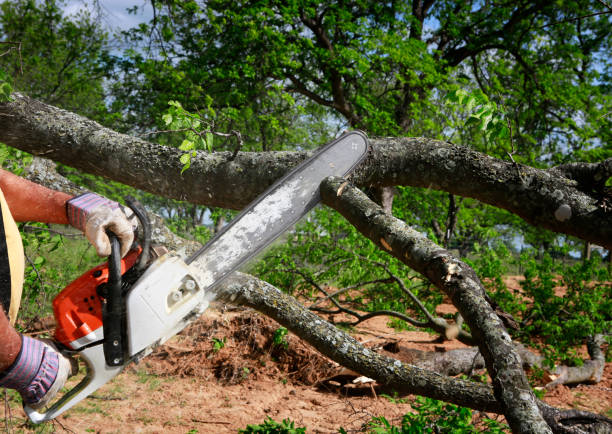 Seasonal Cleanup (Spring/Fall) in Honolulu, HI